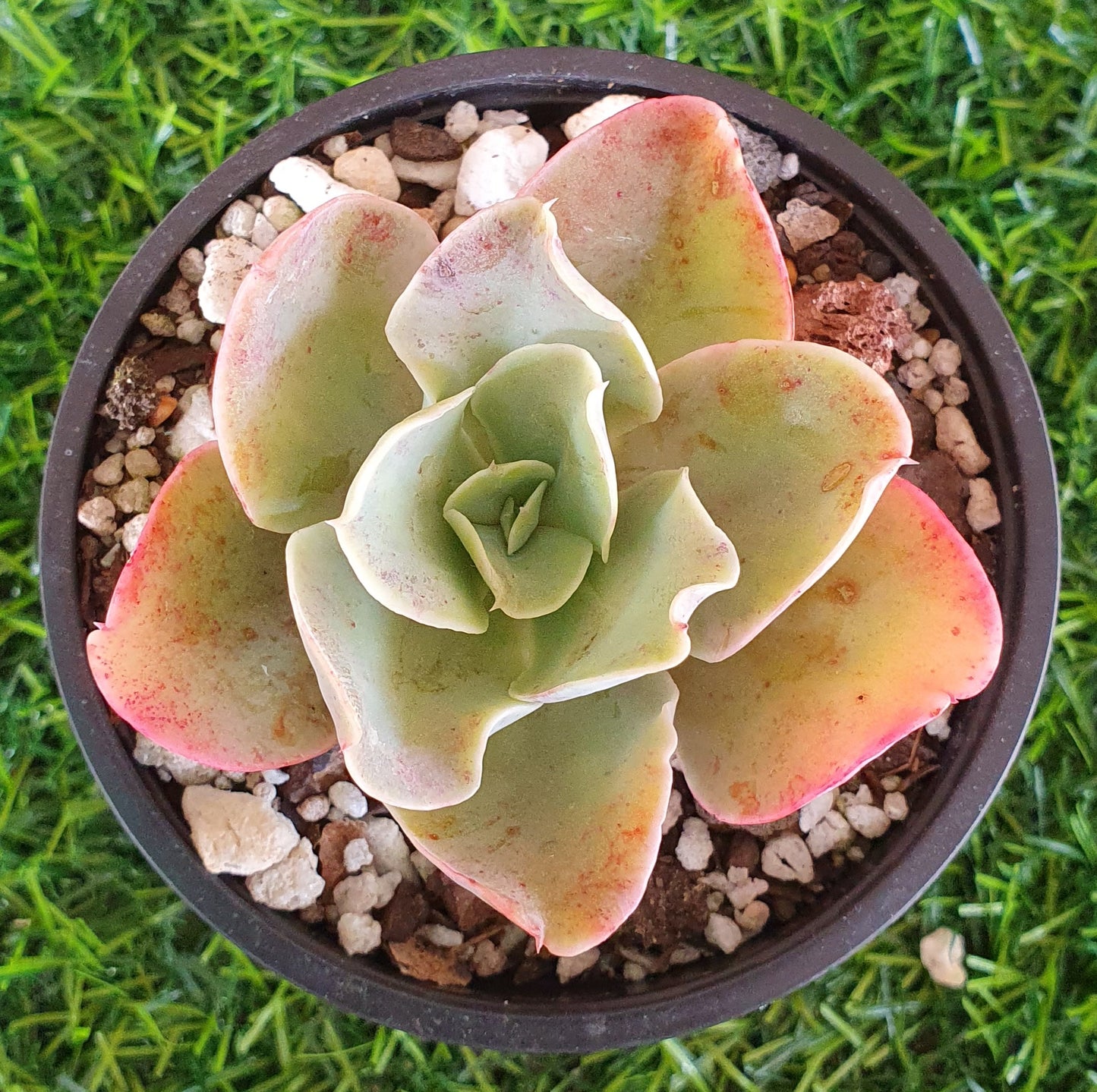 Echeveria Lincoln