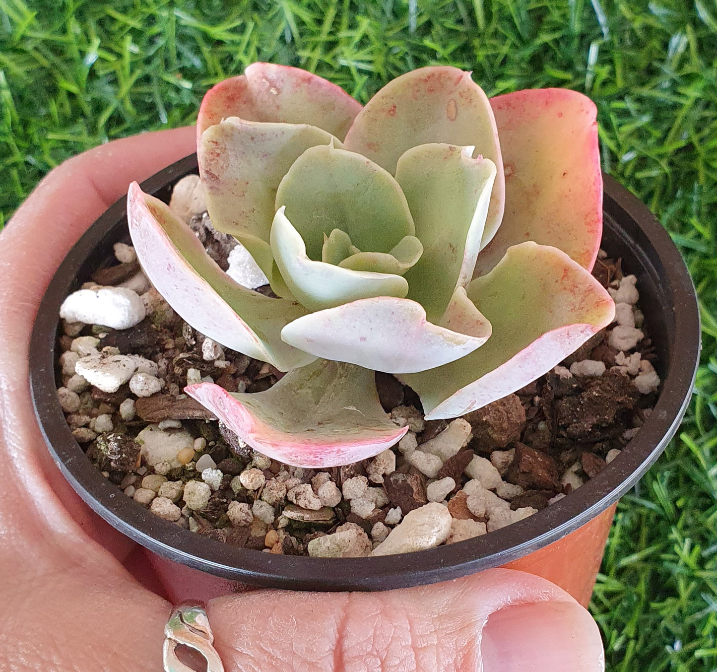 Echeveria Lincoln