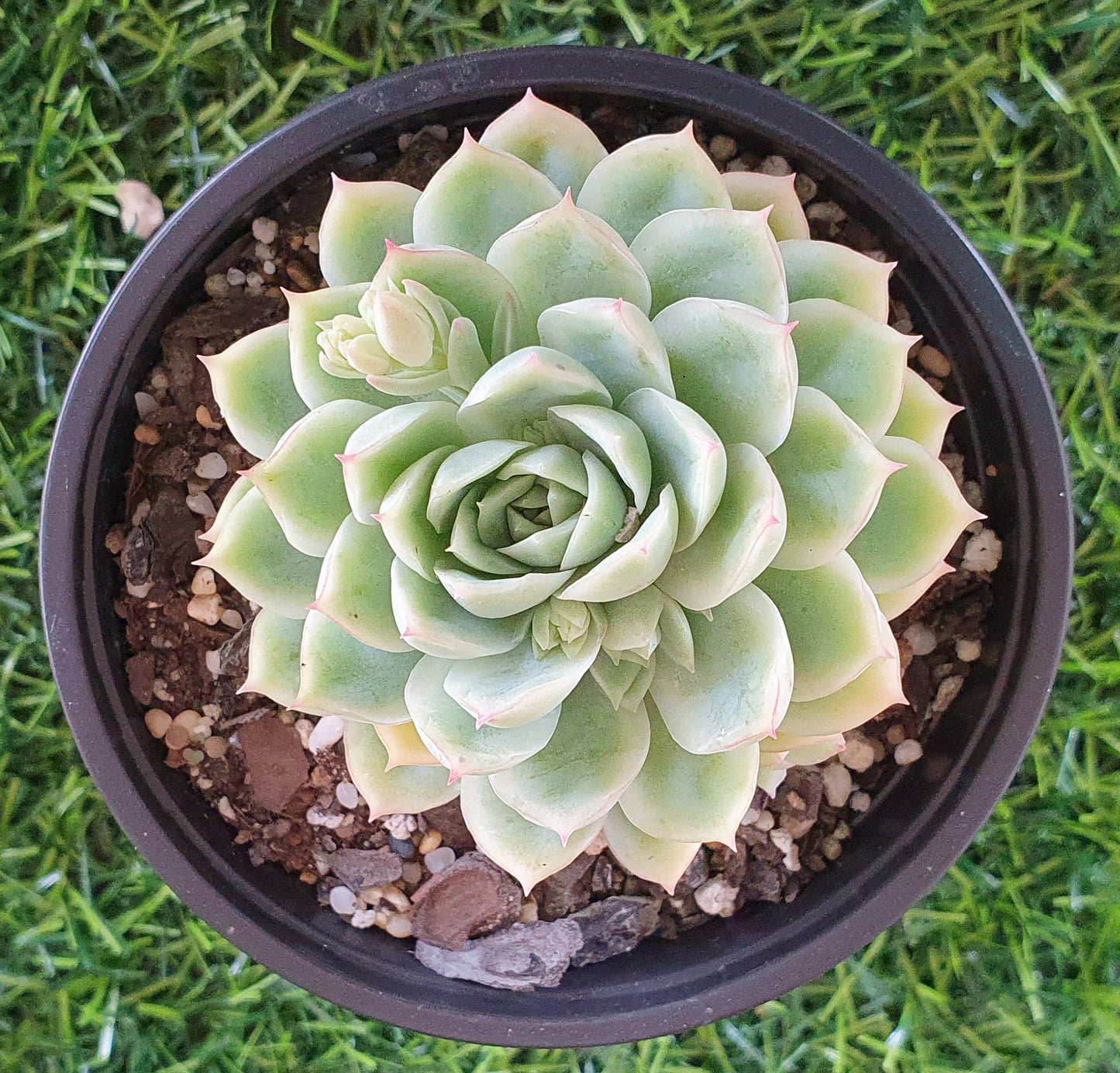 Echeveria Schichi Kuksi