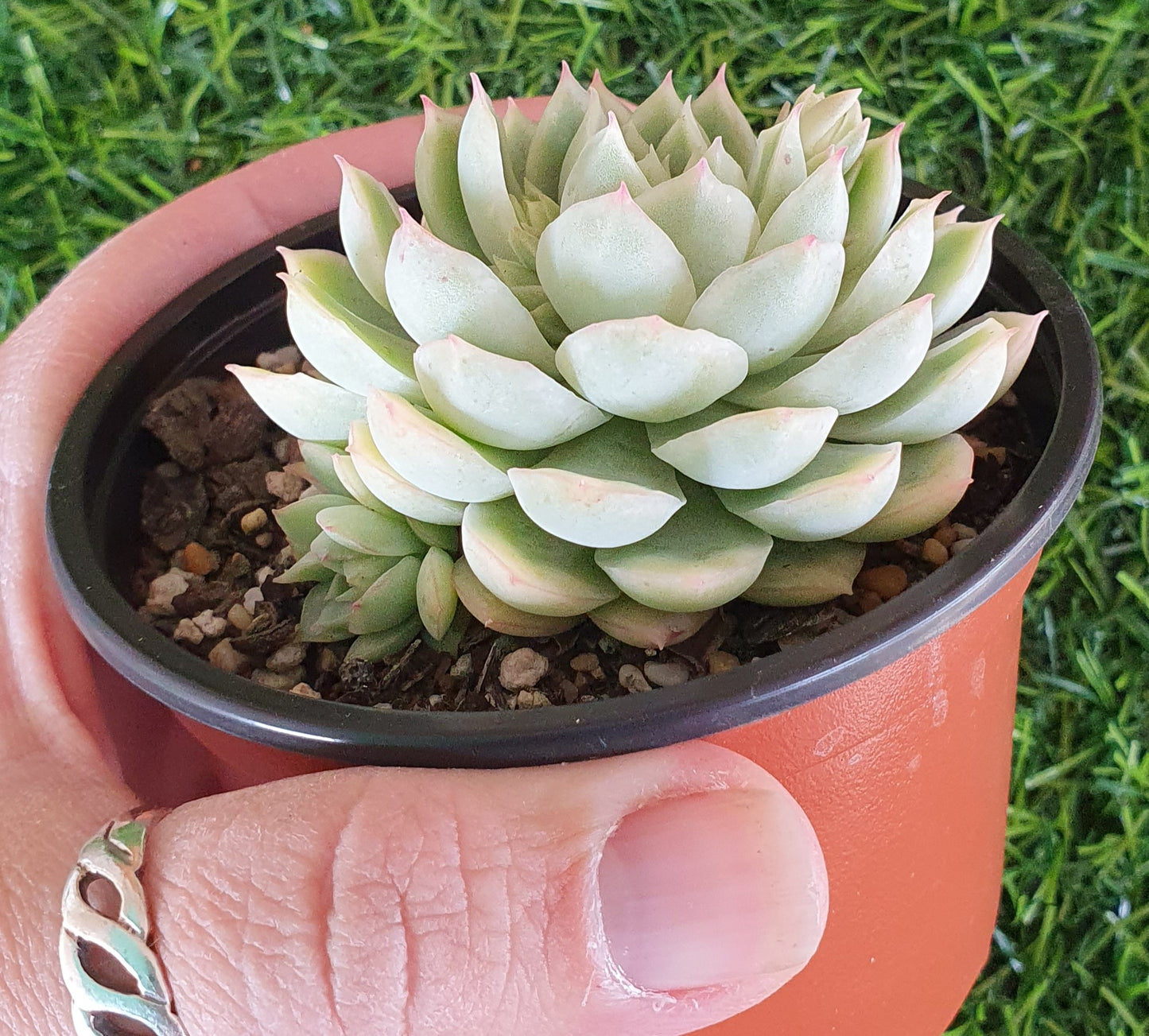 Echeveria Schichi Kuksi