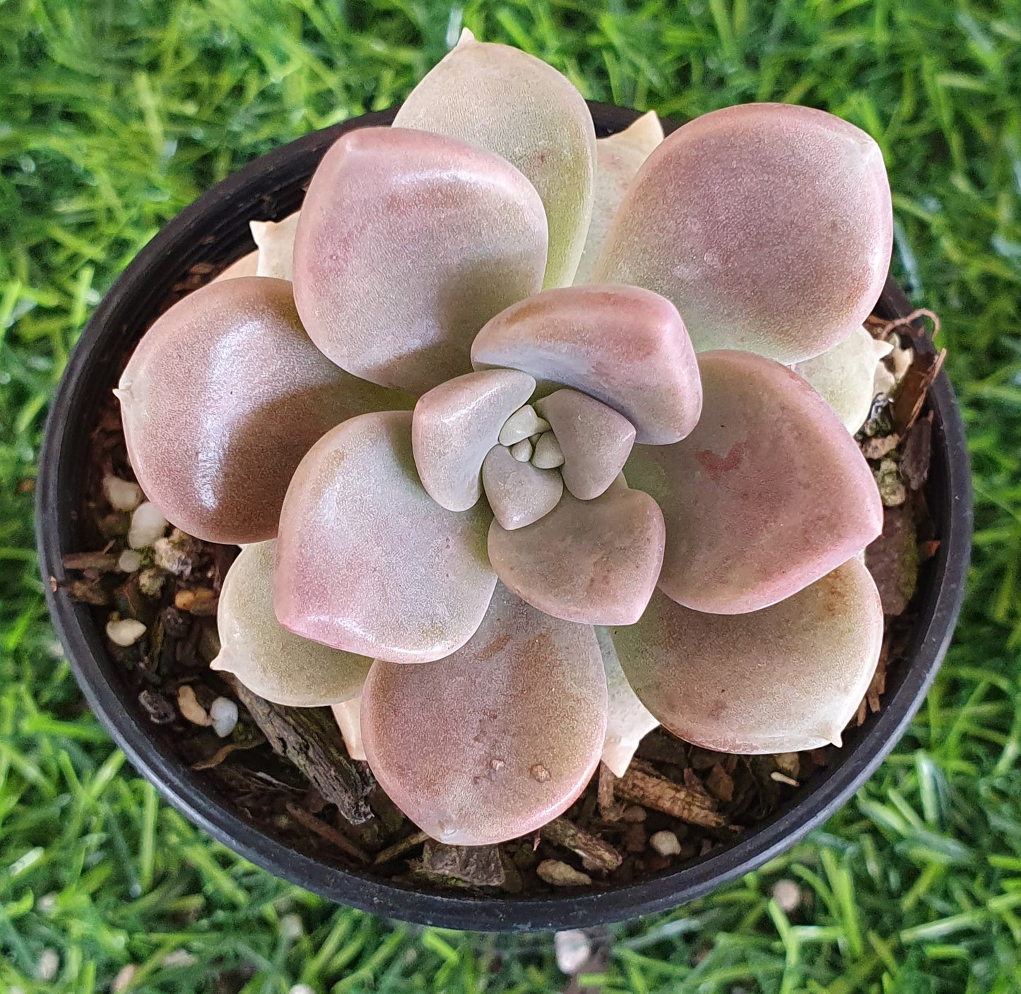 Graptoveria Mauve Accord