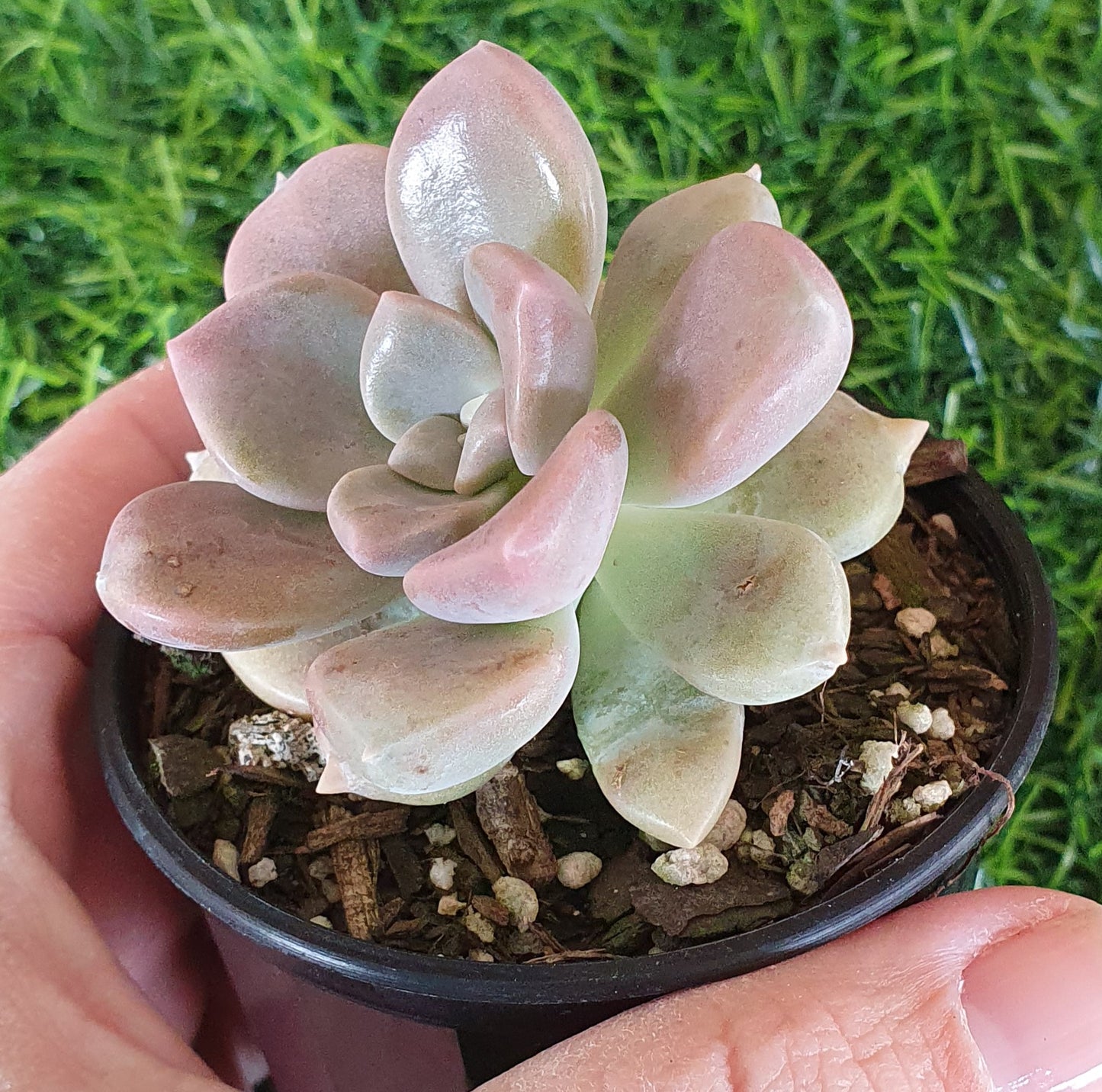 Graptoveria Mauve Accord