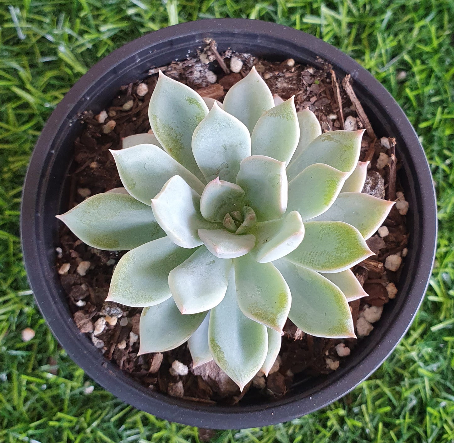 Echeveria Costa Brava