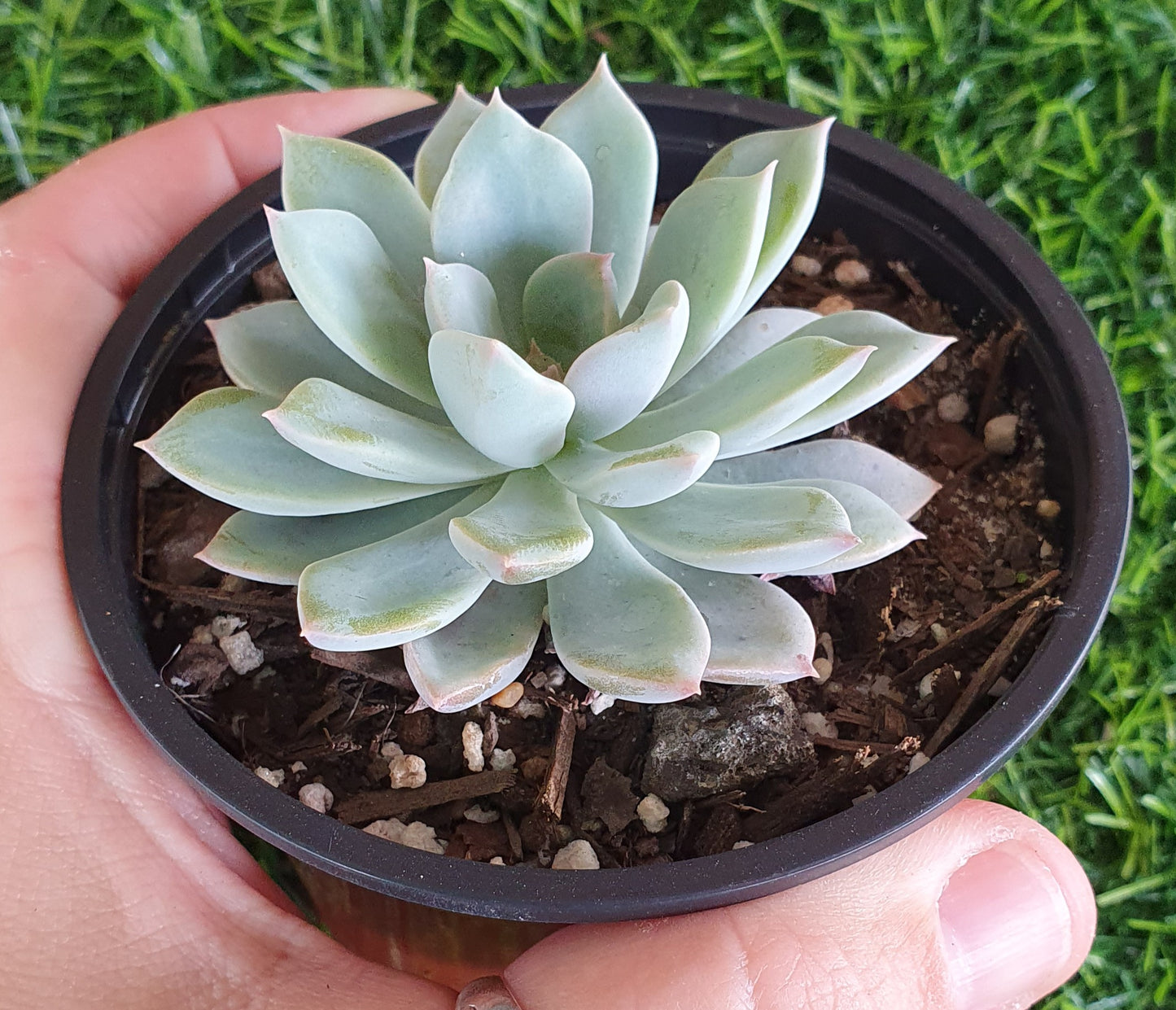 Echeveria Costa Brava